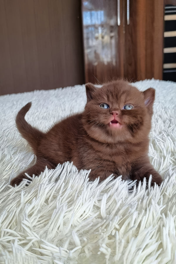 Bonnie | British Shorthair Kitten