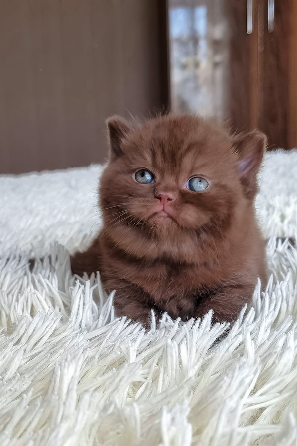 Bonnie | British Shorthair Kitten