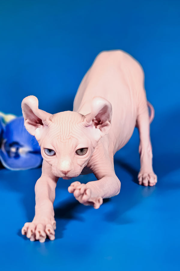 Brian | Elf Sphynx Kitten
