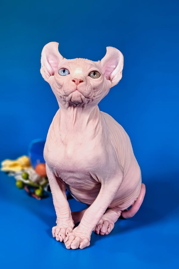 Brian | Elf Sphynx Kitten