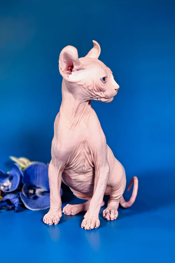 Brian | Elf Sphynx Kitten