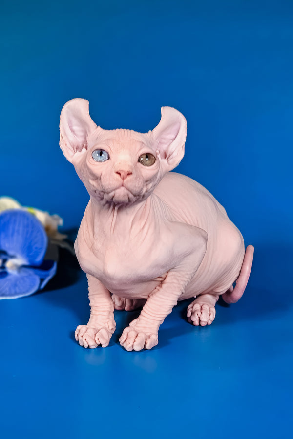Brian | Elf Sphynx Kitten