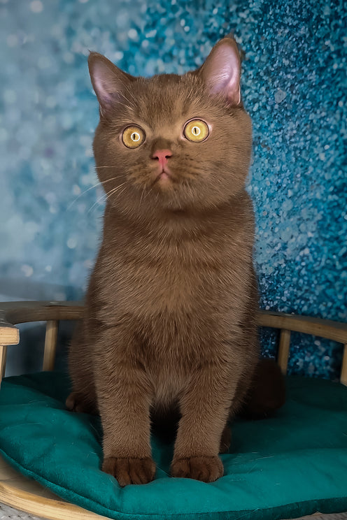 Han | Scottish Straight Kitten