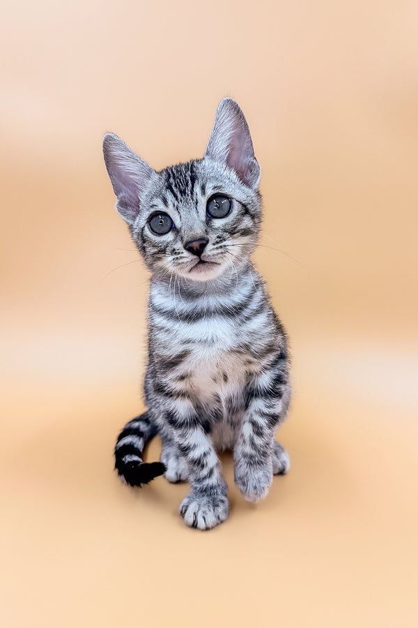 Calvin | Bengal Kitten