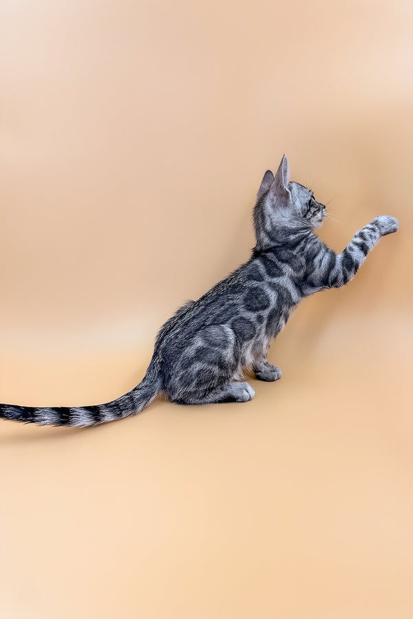 Calvin | Bengal Kitten