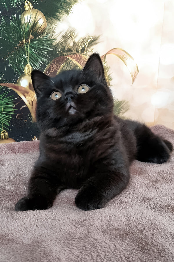 Casandra | British Shorthair Kitten