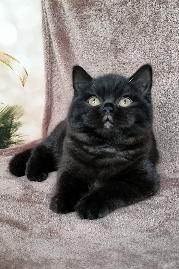 Casandra | British Shorthair Kitten