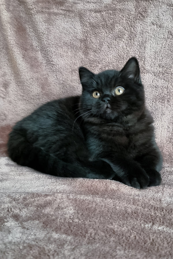 Casandra | British Shorthair Kitten