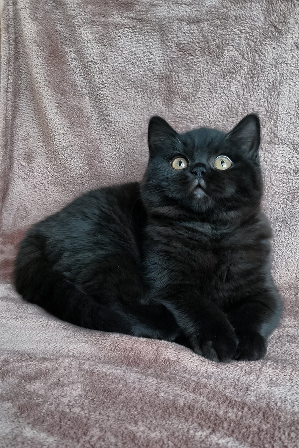 Casandra | British Shorthair Kitten