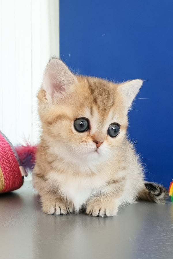 Cecile | Munchkin Kitten