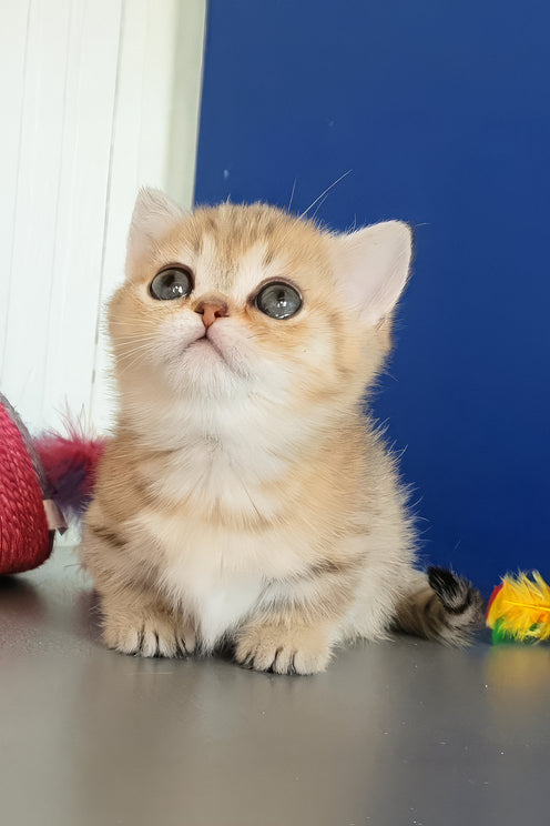 Cecile | Munchkin Kitten