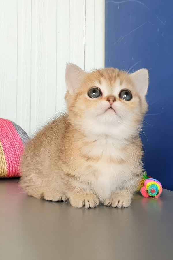Cecile | Munchkin Kitten