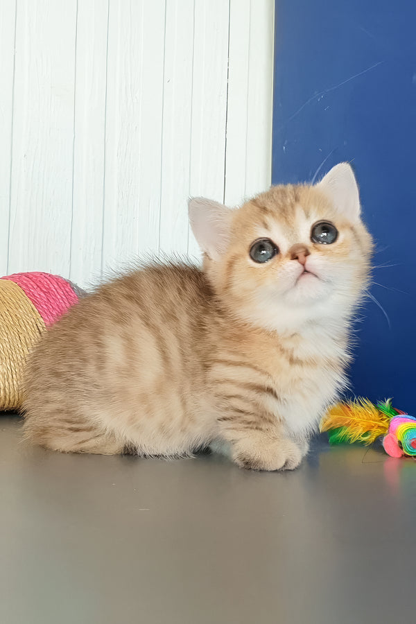 Cecile | Munchkin Kitten