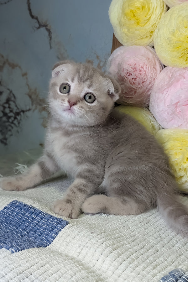 Cookie | Scottish Fold Kitten