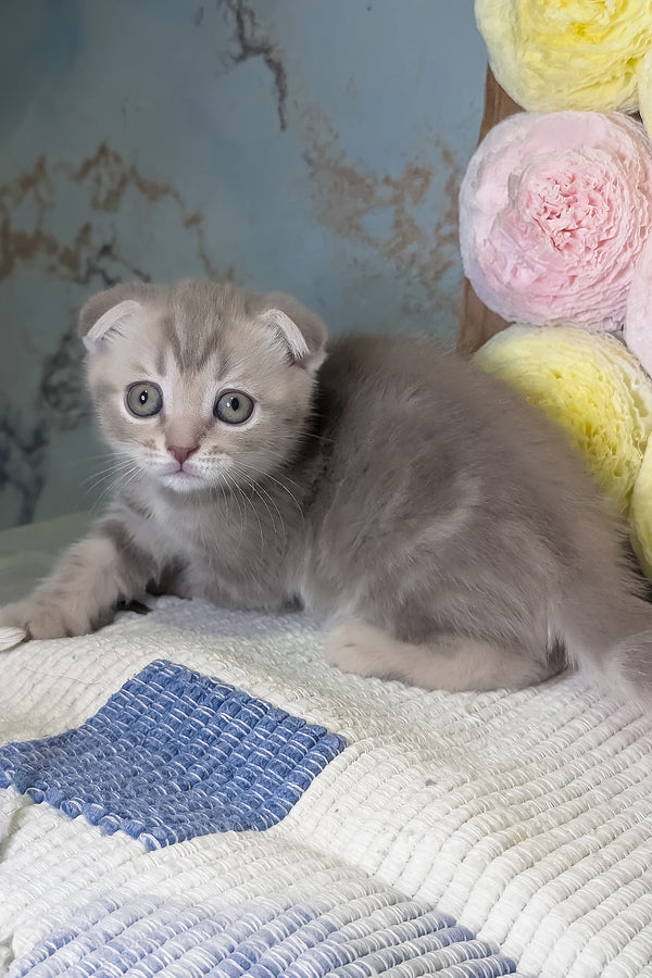 Cookie | Scottish Fold Kitten