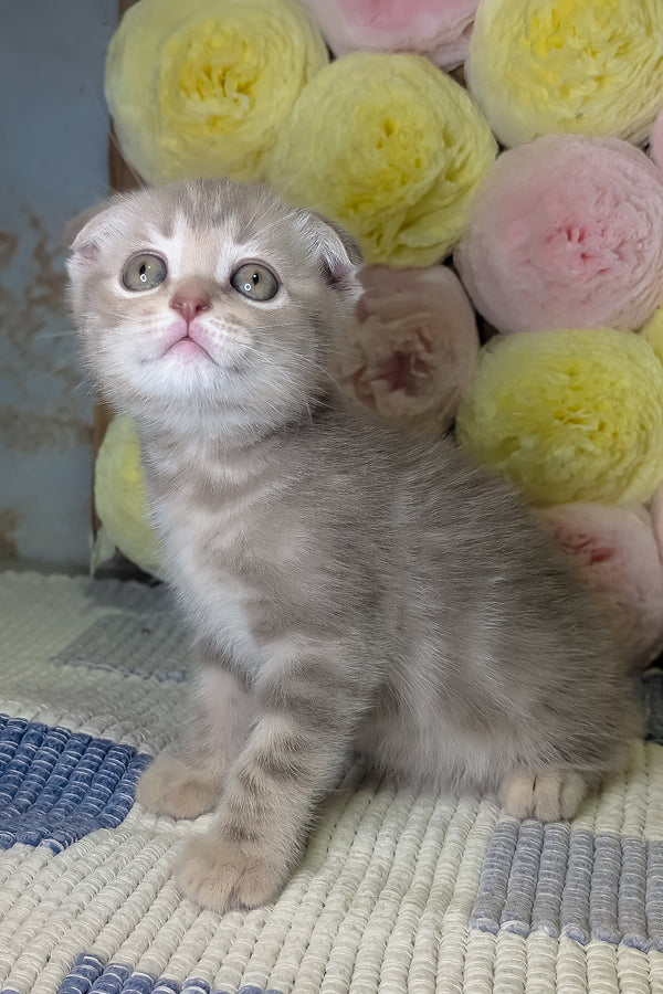 Cookie | Scottish Fold Kitten
