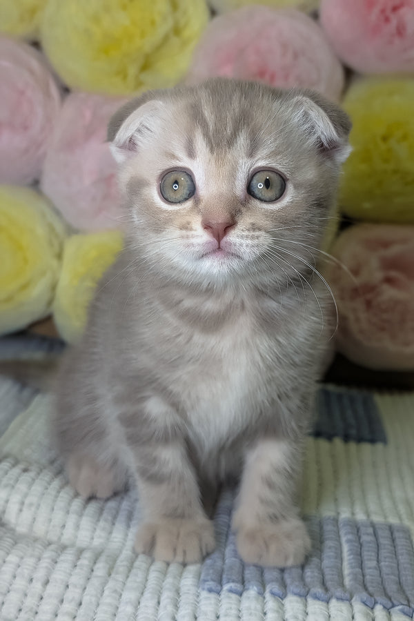 Cookie | Scottish Fold Kitten