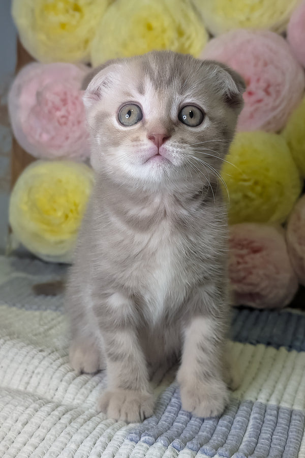Cookie | Scottish Fold Kitten