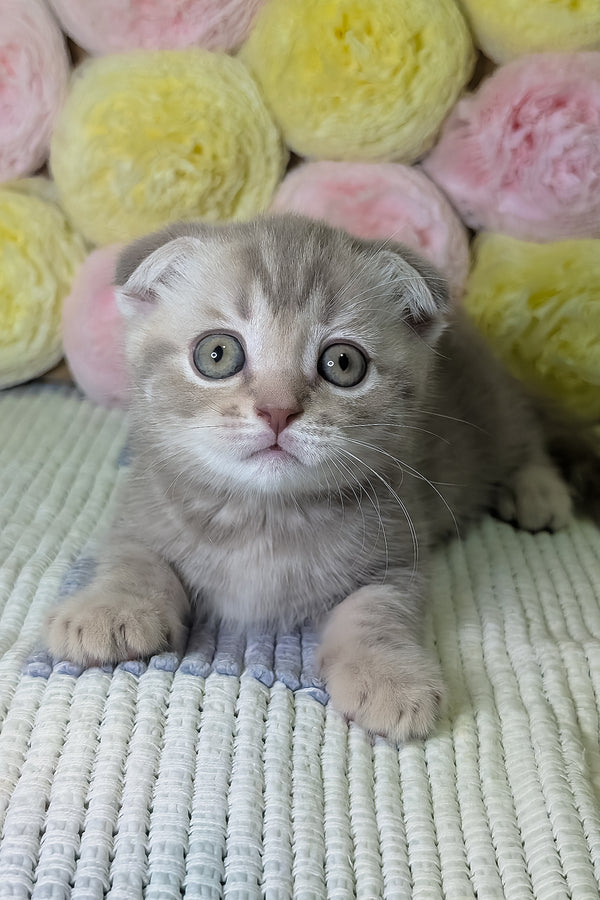 Cookie | Scottish Fold Kitten