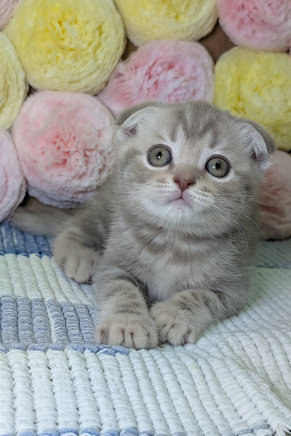 Cookie | Scottish Fold Kitten