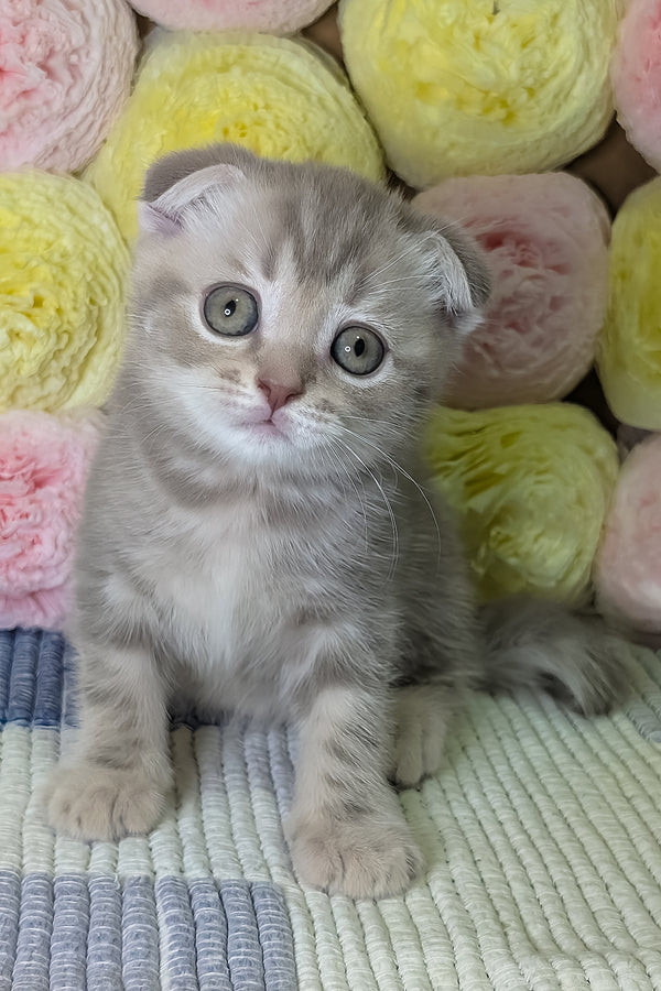 Cookie | Scottish Fold Kitten
