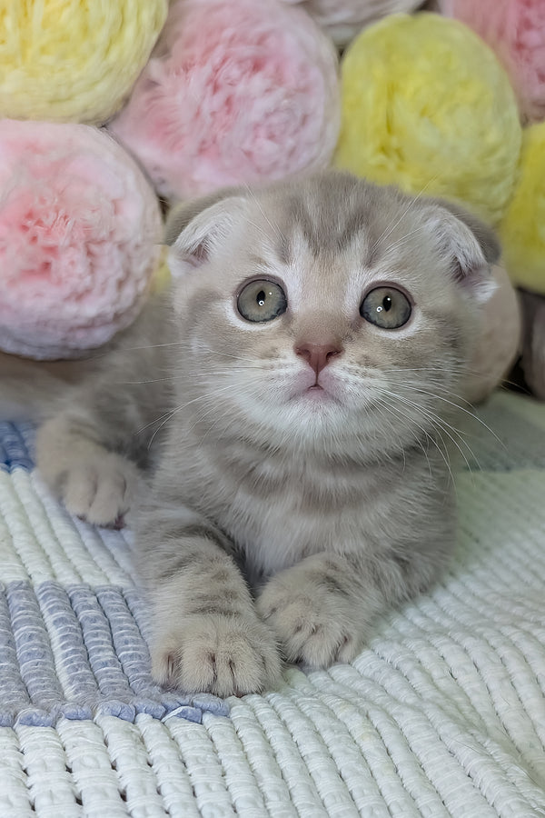 Cookie | Scottish Fold Kitten