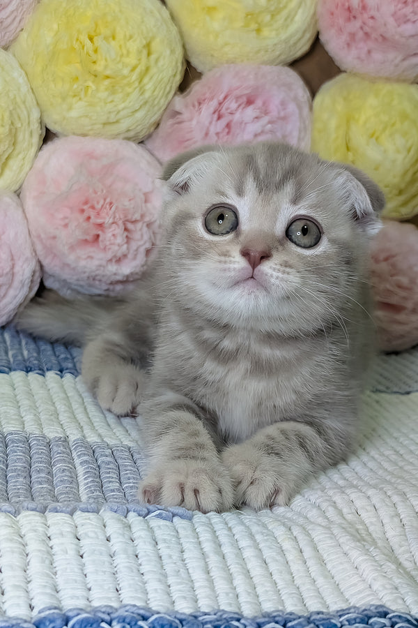 Cookie | Scottish Fold Kitten