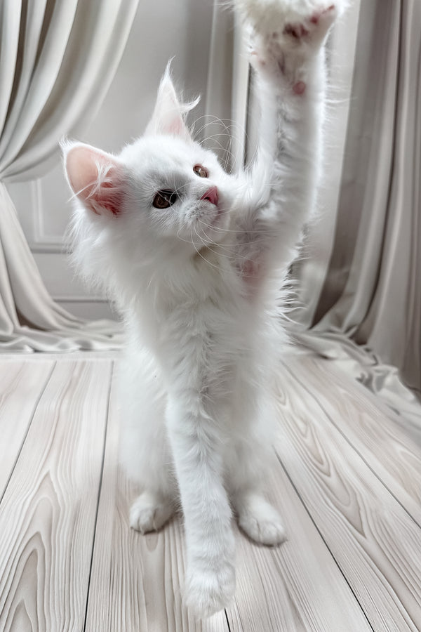 Darya | Maine Coon Kitten