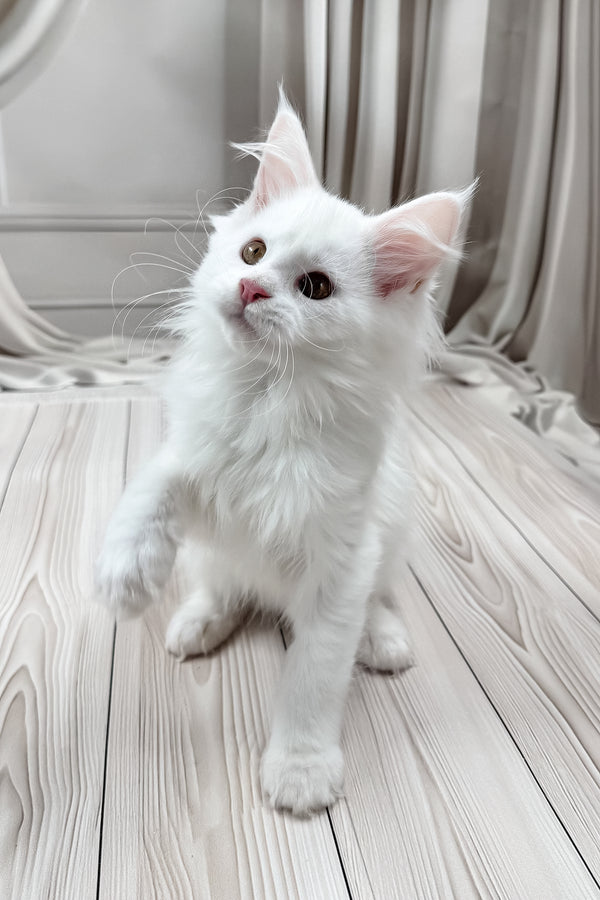 Darya | Maine Coon Kitten