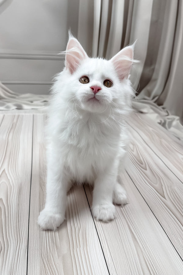 Darya | Maine Coon Kitten