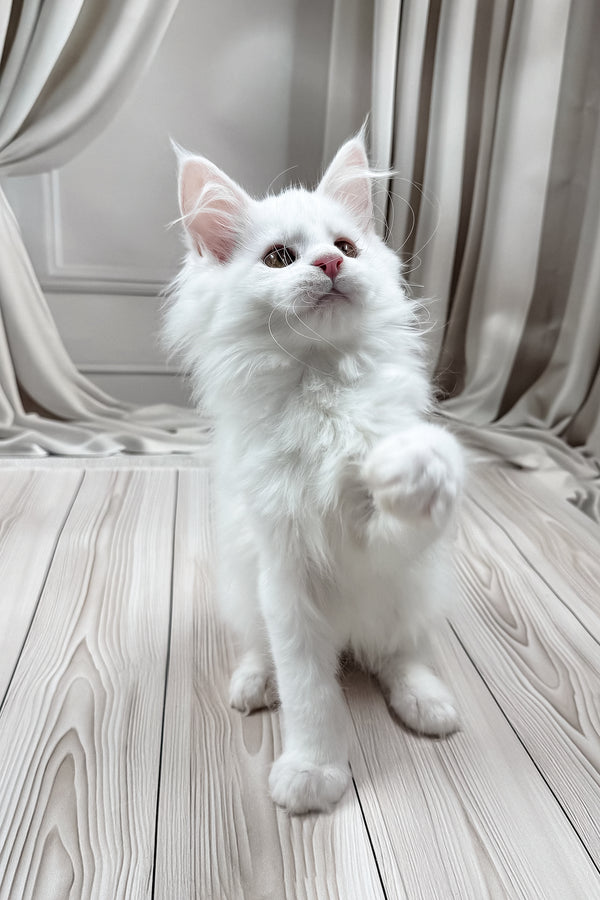 Darya | Maine Coon Kitten