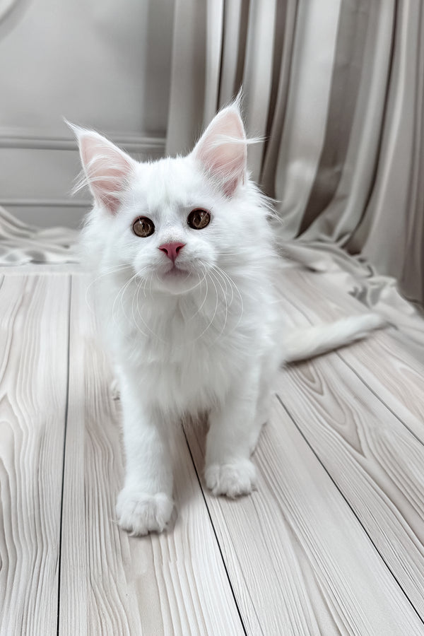 Darya | Maine Coon Kitten