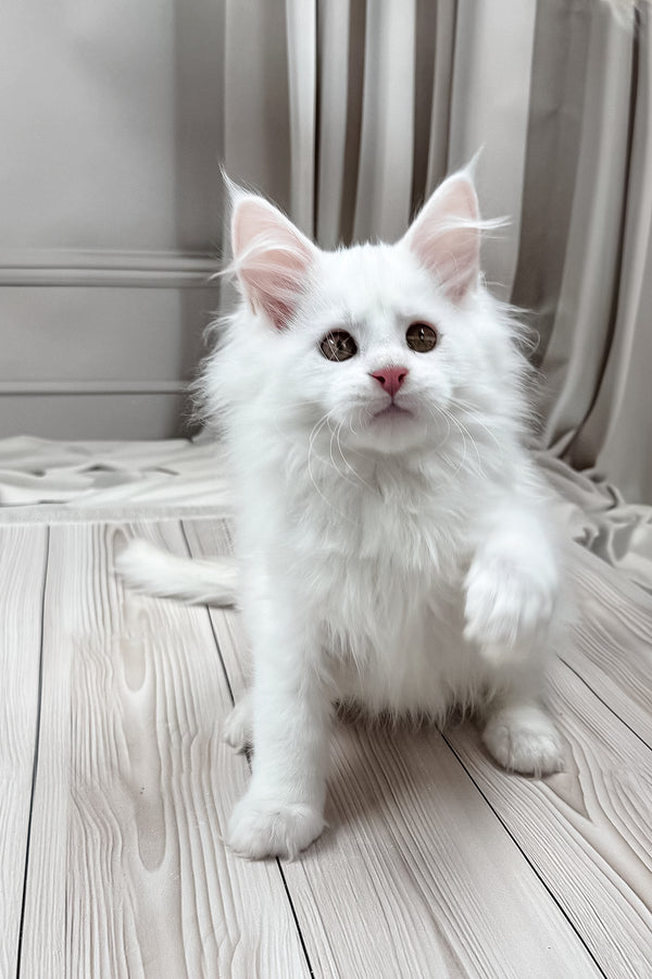Darya | Maine Coon Kitten