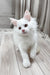 Darya | Maine Coon Kitten