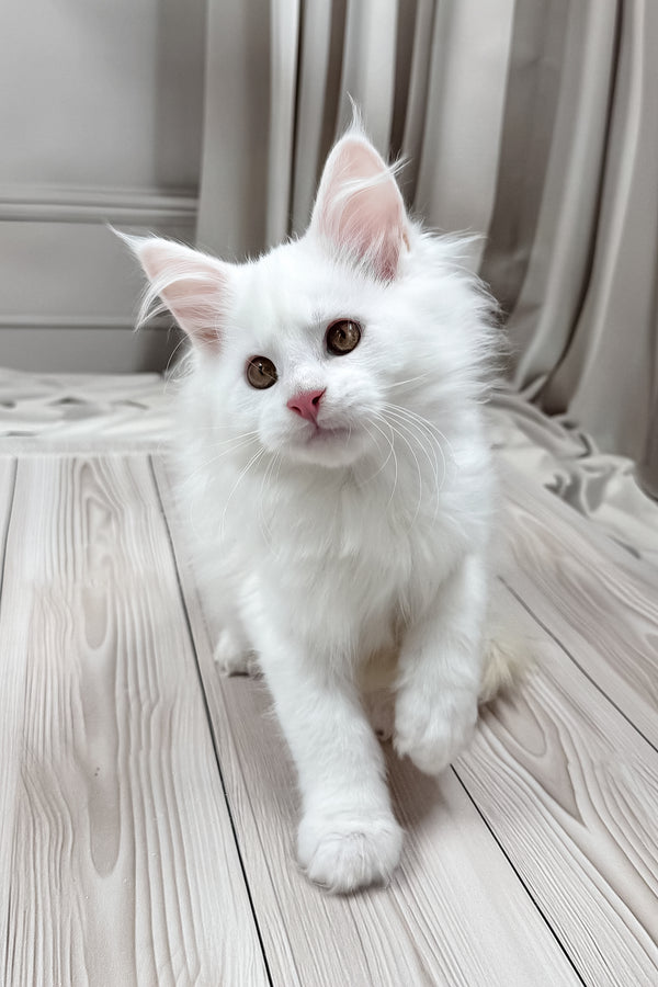 Darya | Maine Coon Kitten