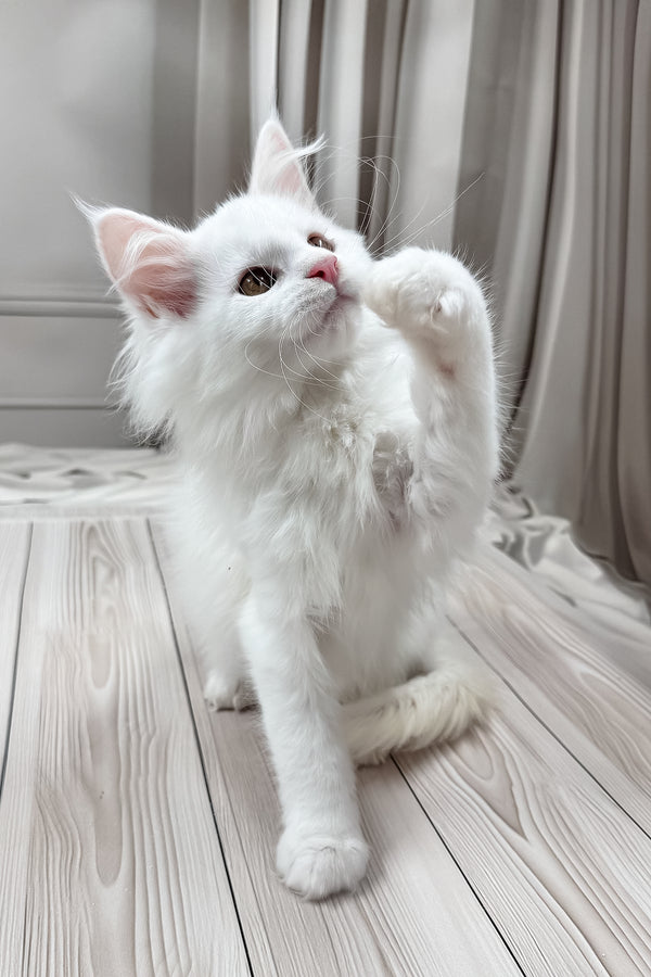 Darya | Maine Coon Kitten