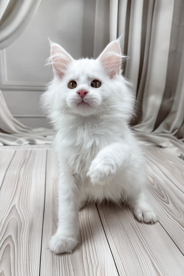 Darya | Maine Coon Kitten