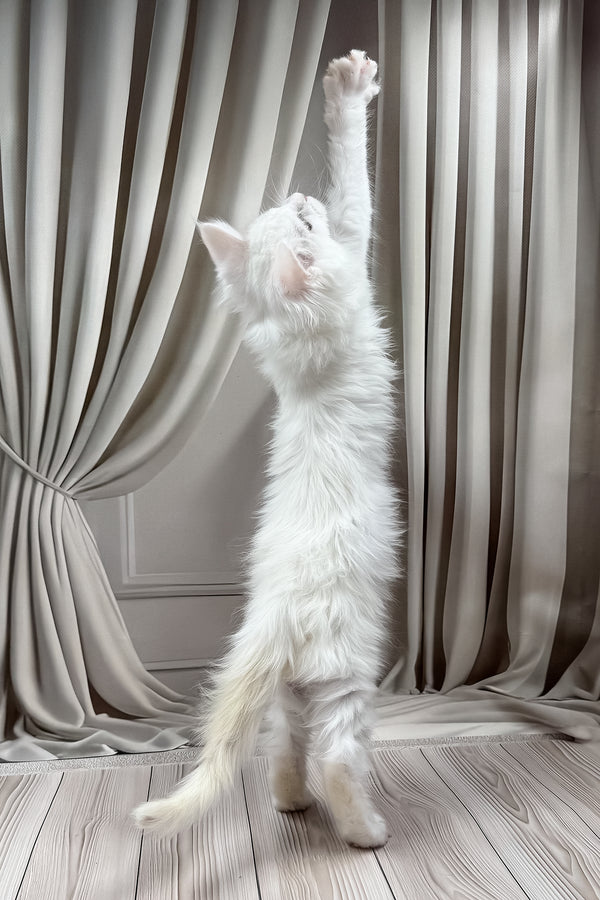 Darya | Maine Coon Kitten