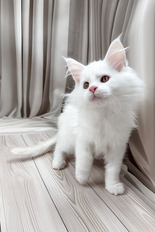 Darya | Maine Coon Kitten