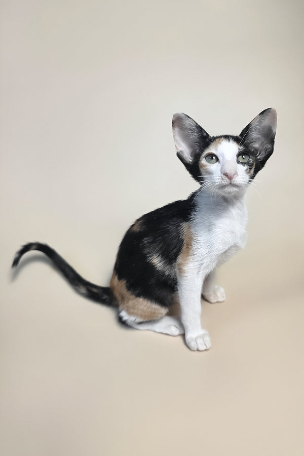 Dessert | Oriental Shorthair Kitten