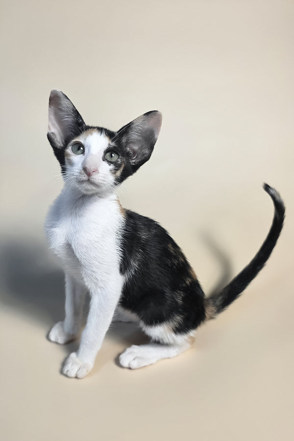 Dessert | Oriental Shorthair Kitten