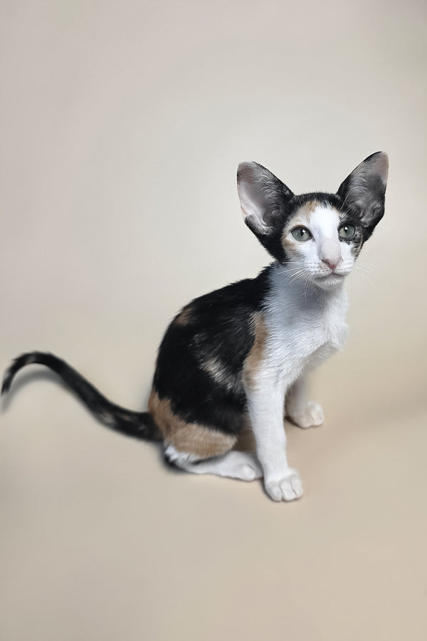 Dessert | Oriental Shorthair Kitten
