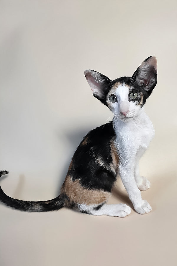 Dessert | Oriental Shorthair Kitten