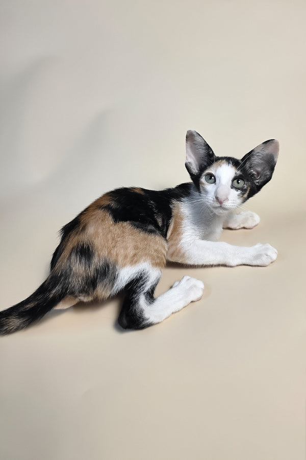 Dessert | Oriental Shorthair Kitten