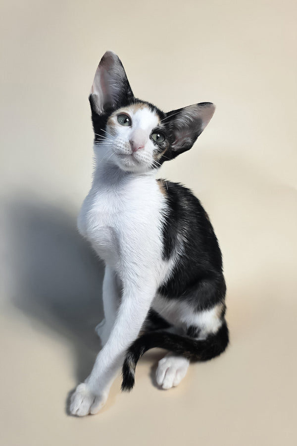 Dessert | Oriental Shorthair Kitten