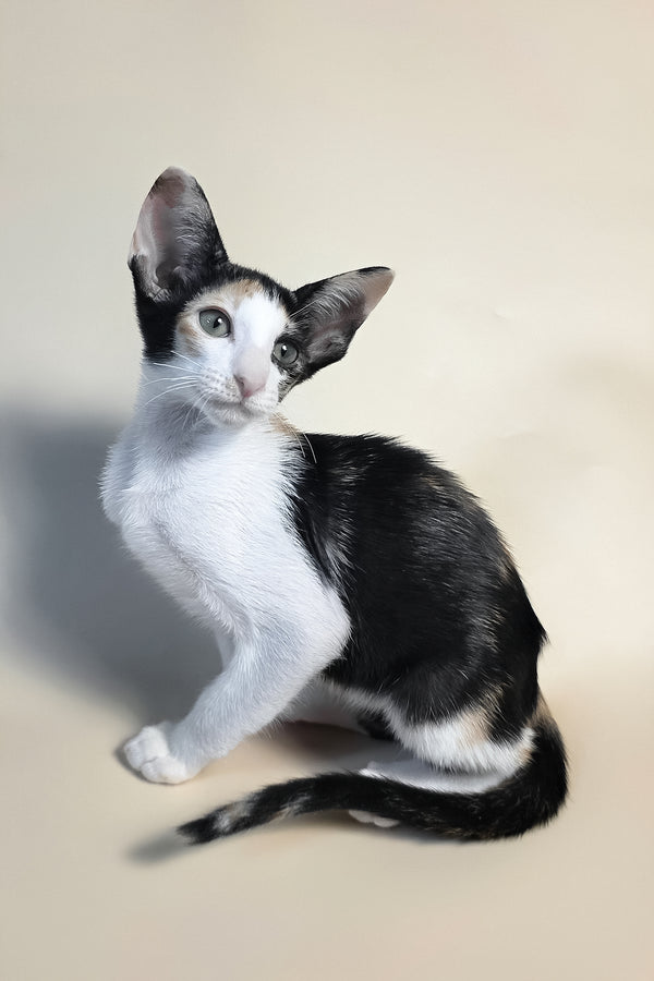Dessert | Oriental Shorthair Kitten