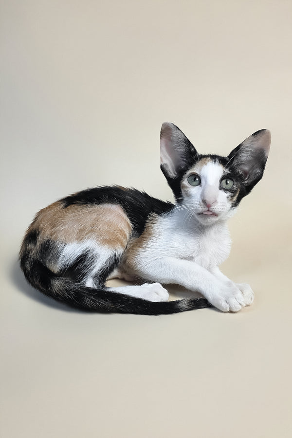 Dessert | Oriental Shorthair Kitten