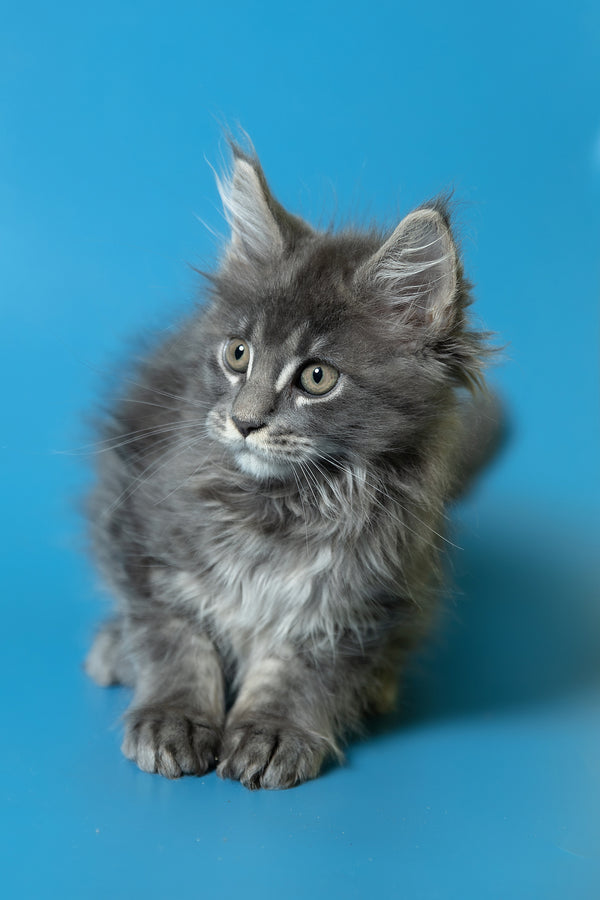 Derya | Maine Coon Kitten