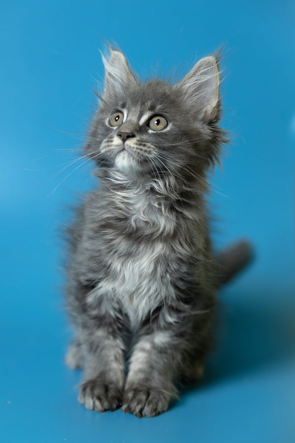 Derya | Maine Coon Kitten