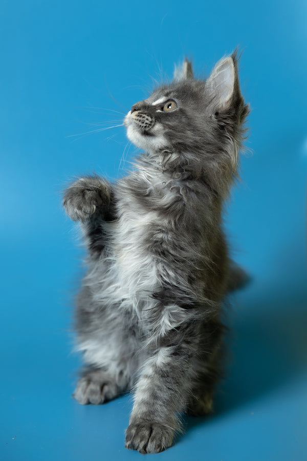 Derya | Maine Coon Kitten